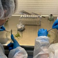 biotehnologia plantelor medicinale